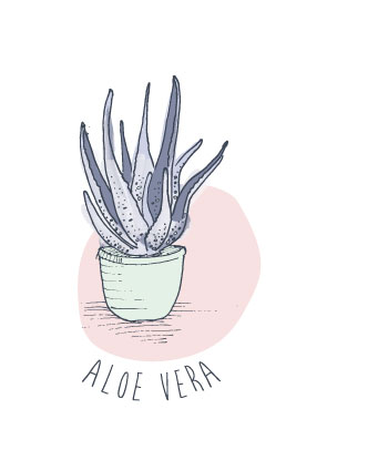 aloe-vera