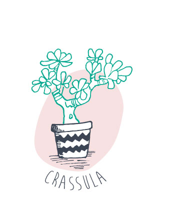 crassula